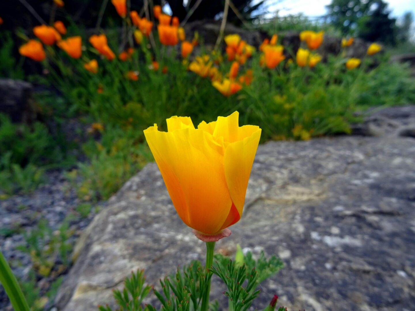 California poppies displaying varied colors in bloom