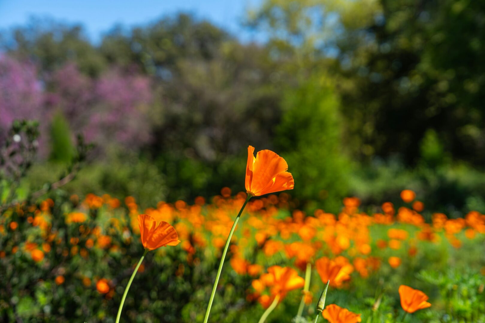 California poppies growing in a field