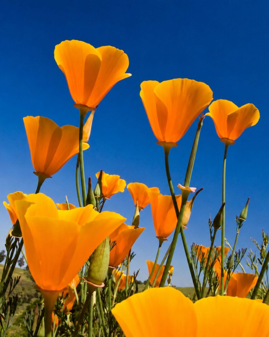 California poppies growing together beneath a clear blue sky